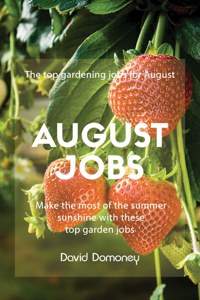 The top 3 gardening jobs in August