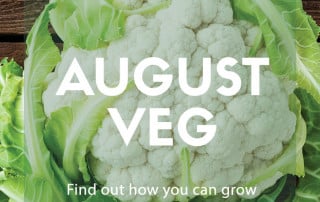 august veg