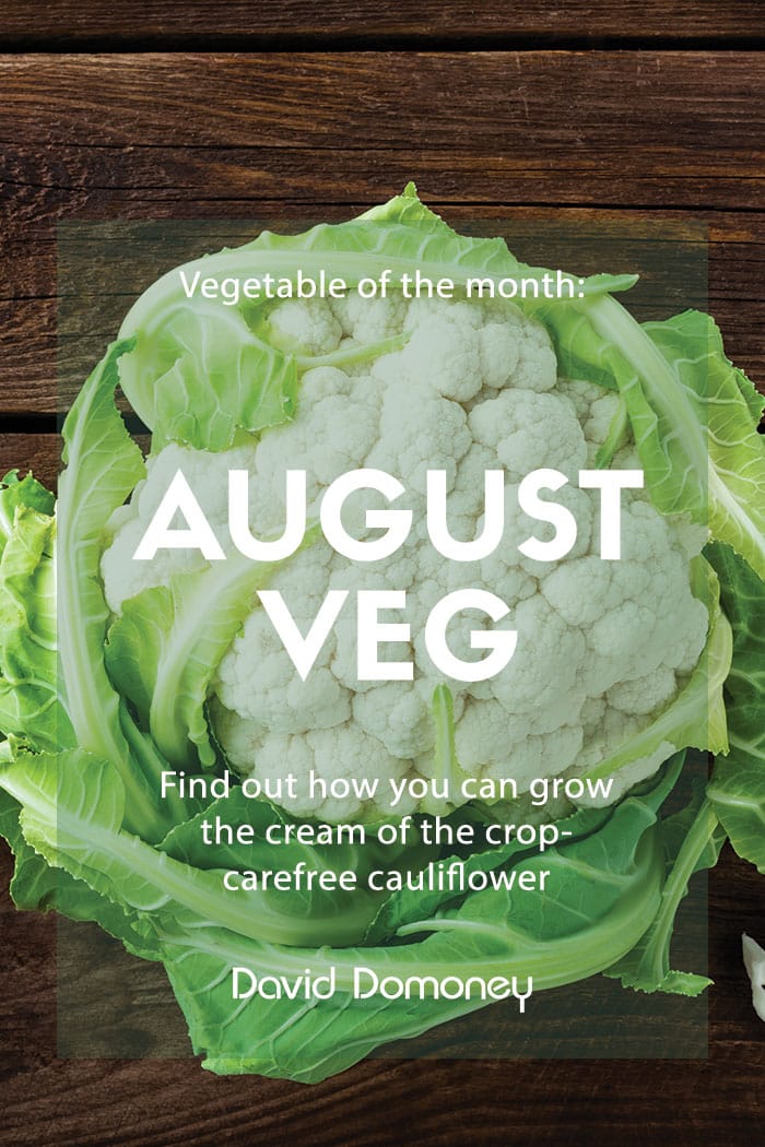 August veg of the month: How to grow Cauliflower