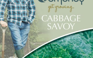 get growing cabbage savoy