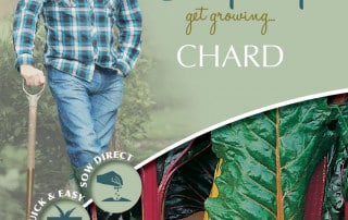 get growing chard