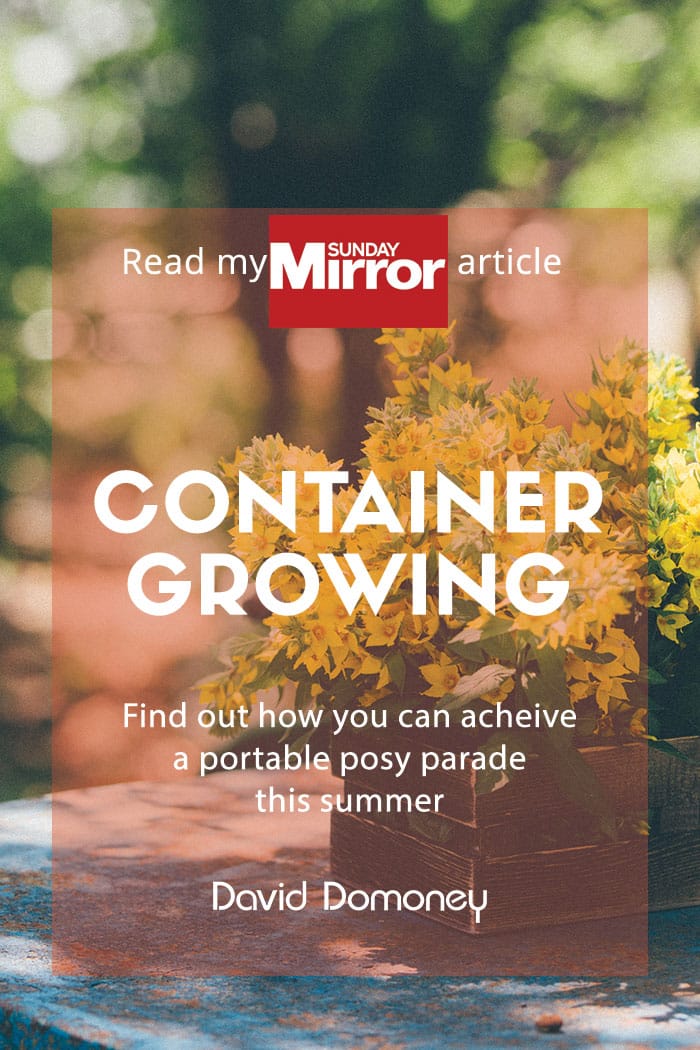 Container growing ideas: Sunday Mirror article