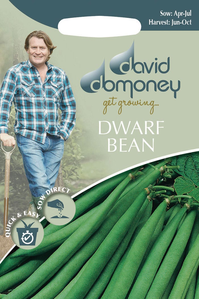 get growing dwarf bean