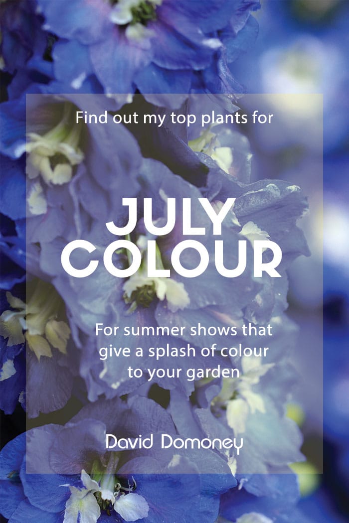 Top 3 plants for July colour