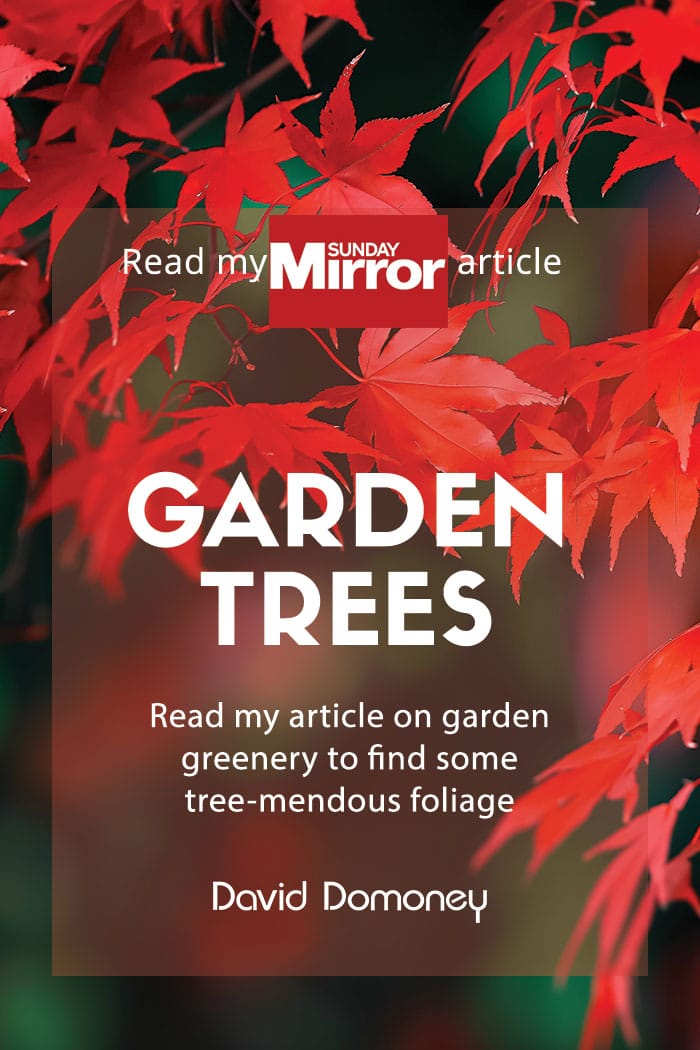 Sunday mirror article: Garden trees