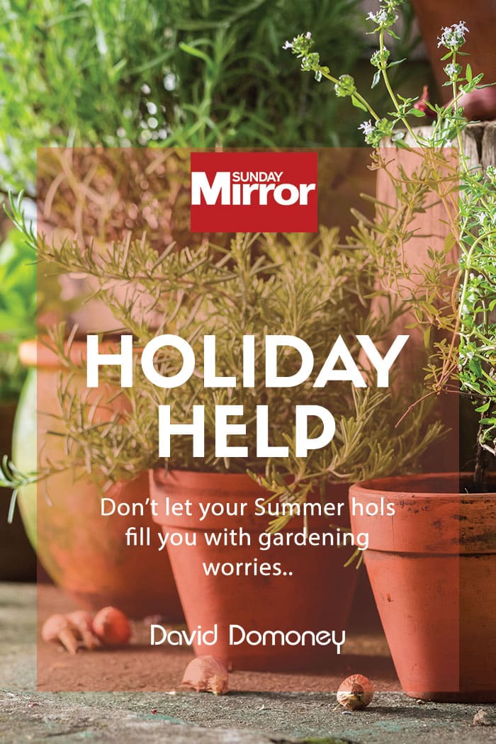 Sunday mirror article: Holiday help