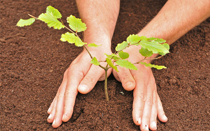 Planting a tree