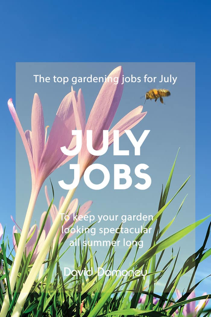 Top 3 gardening jobs in July