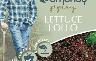 lettuce lollo