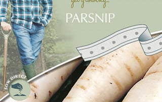 parsnip seed tape