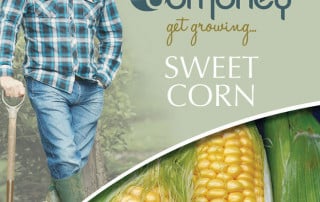 get growing sweetcorn