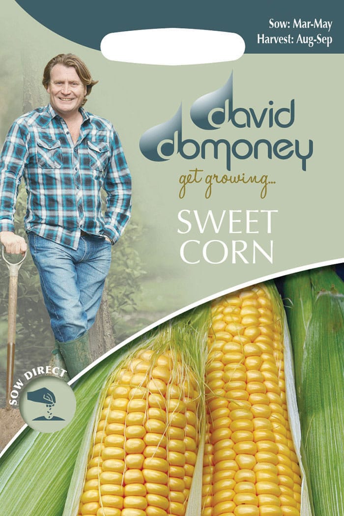 get growing sweetcorn