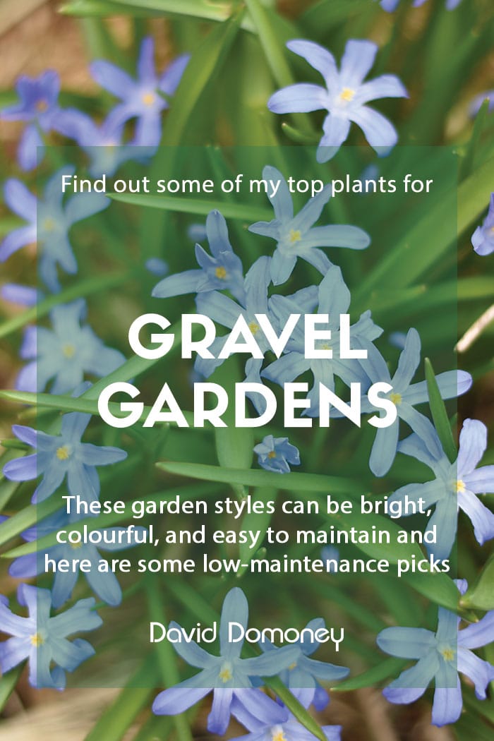 Tpo plants for gravel gardens