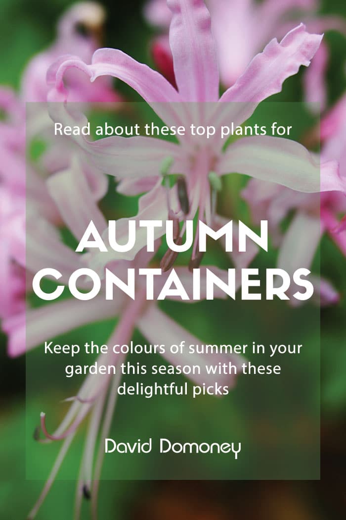 9 great plants for autumn containers