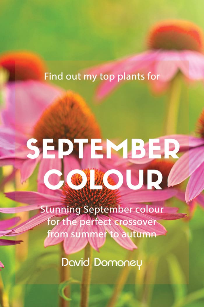 Top plants for colour in September