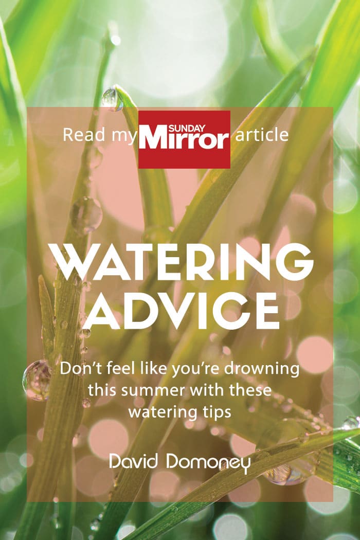 Sunday mirror article: Watering advice