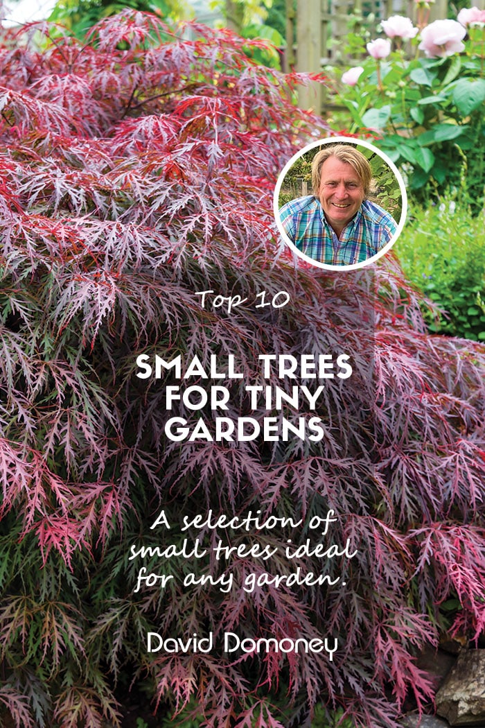 Top 10 Small Trees for Tiny Gardens