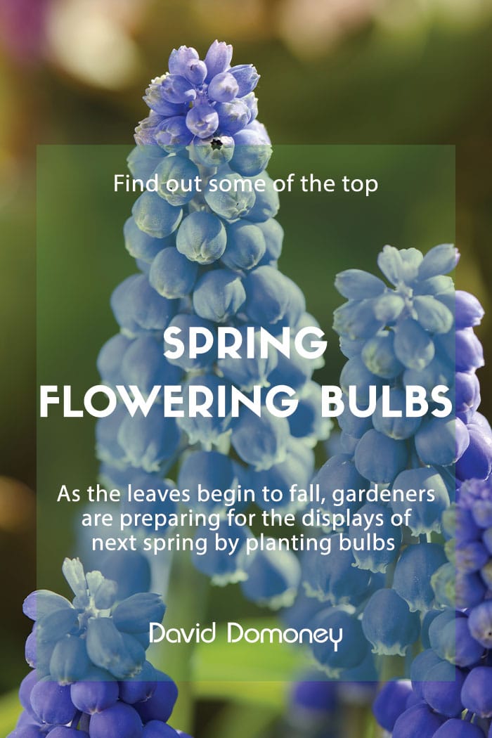 The top 8 spring flowering bulbs to plant in autumn