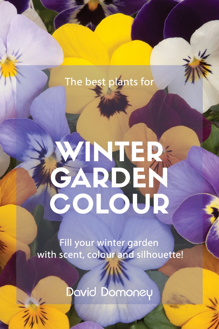 The best plants for winter garden colour