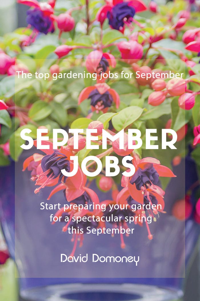 Top 3 gardening jobs: September