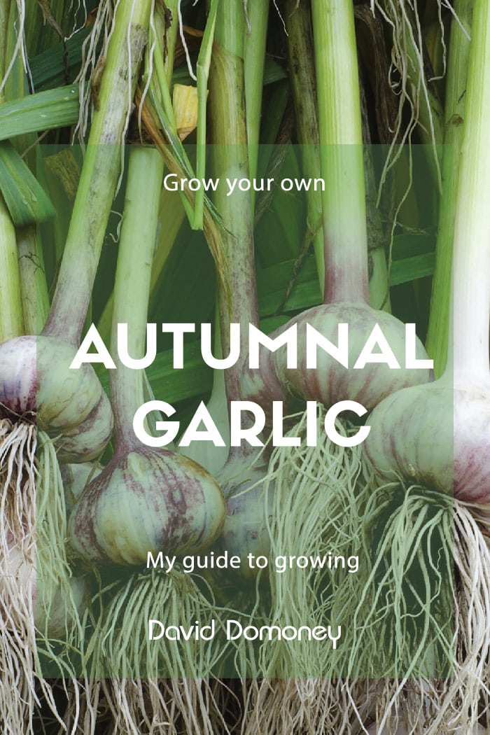 Grow your own autumnal garlic