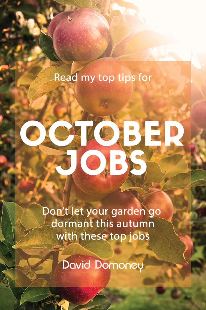 Top 3 gardening jobs: October