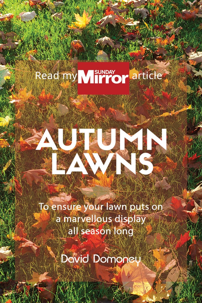 Sunday Mirror article: Autumn lawns