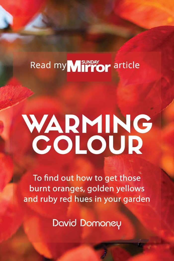 Sunday Mirror article: Warming colour