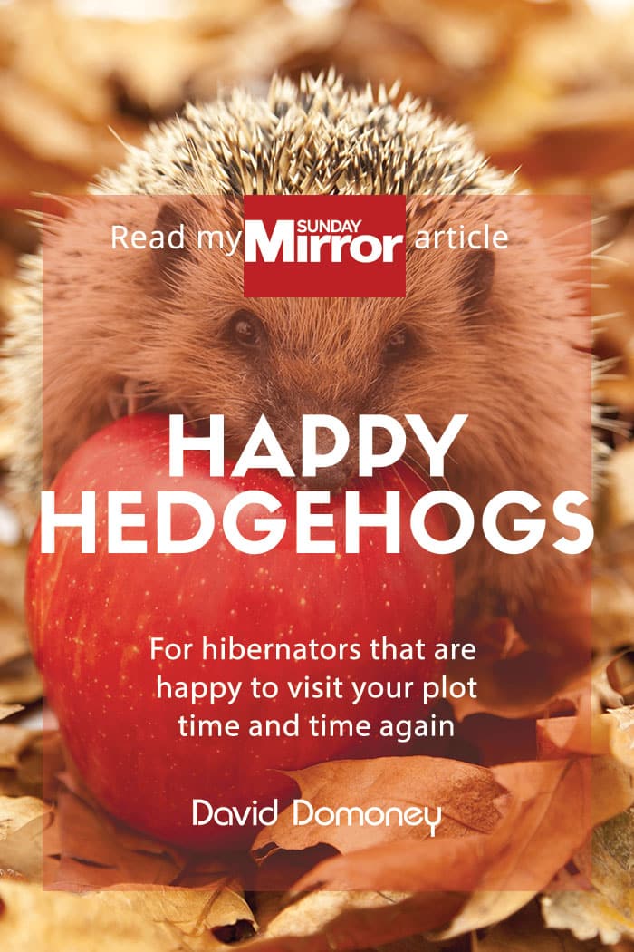 Sunday Mirror article: Happy hedgehogs