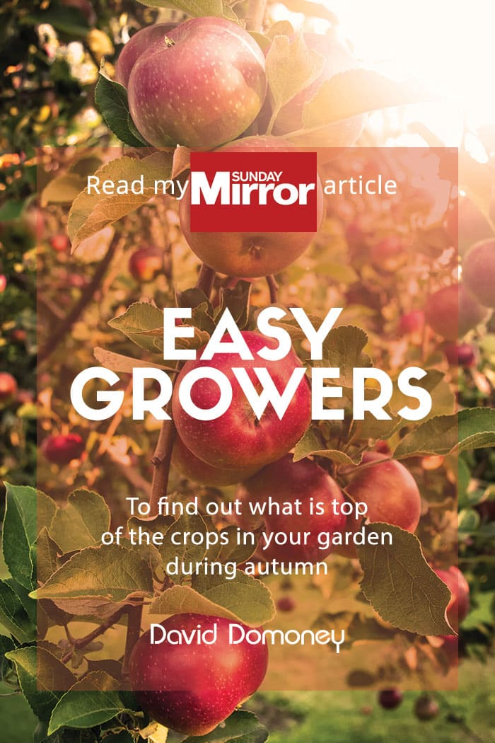 Sunday Mirror article: Easy growers