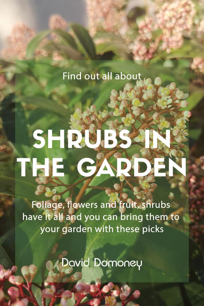 shrubs garden