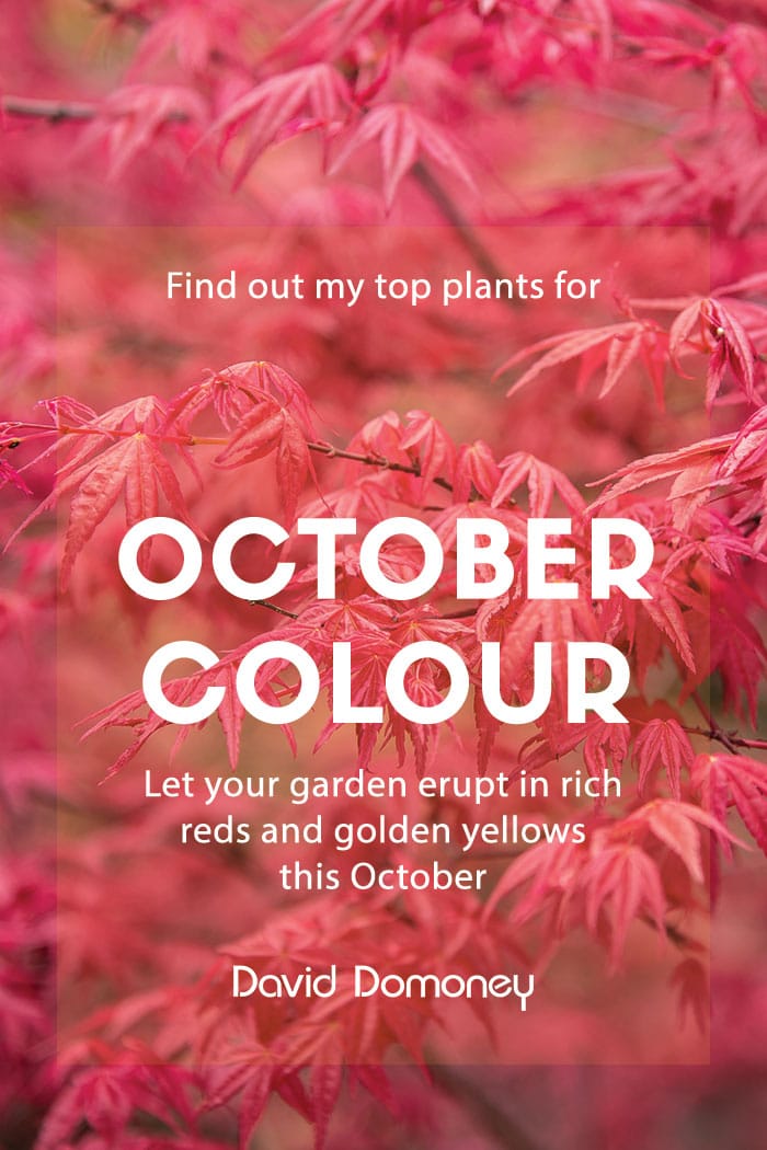 Top 3 plants for October colour