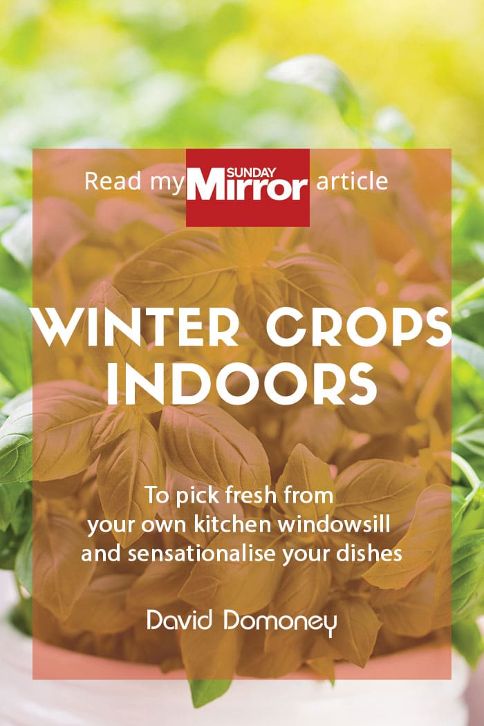 Sunday Mirror article: Winter crops indoors