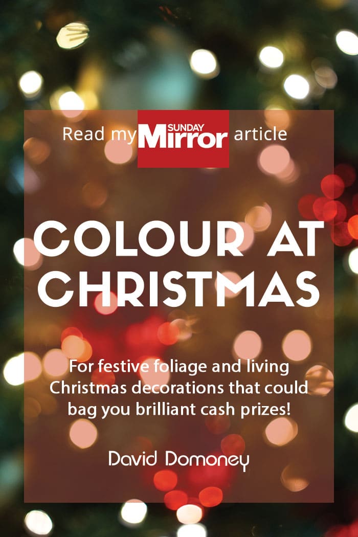 Sunday Mirror article: Colour at Christmas