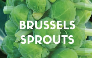 How to grow brussel sprouts