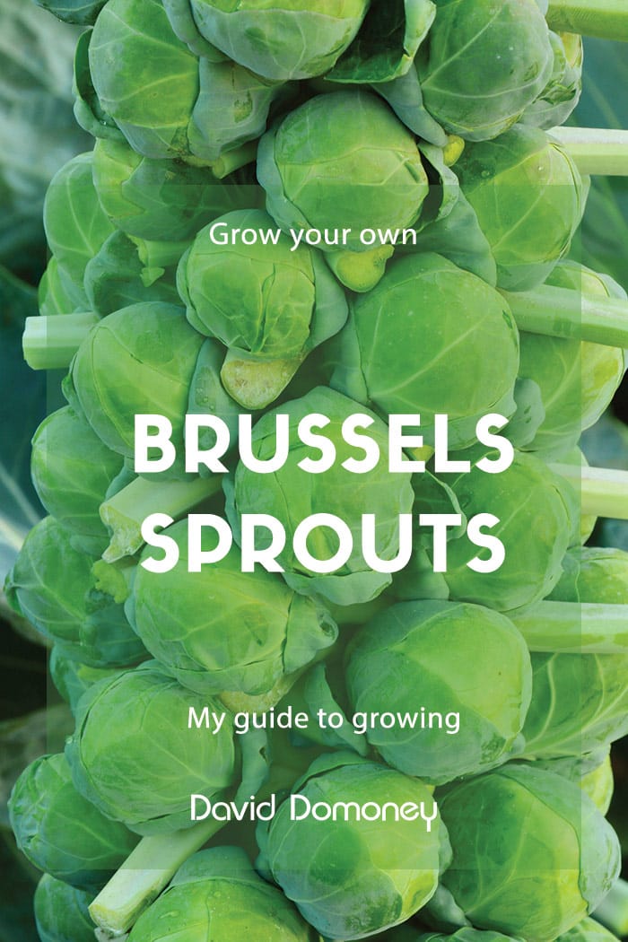 Grow Your Own Brussels Sprouts