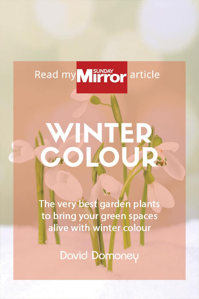 Sunday Mirror article: Winter colour