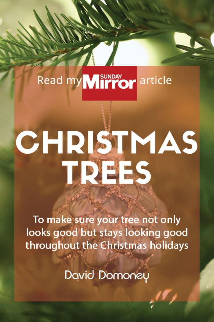 Sunday Mirror article: Christmas trees