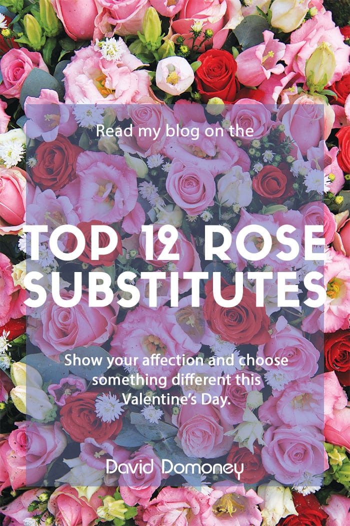 Top 12 rose alternatives for Valentine’s flowers