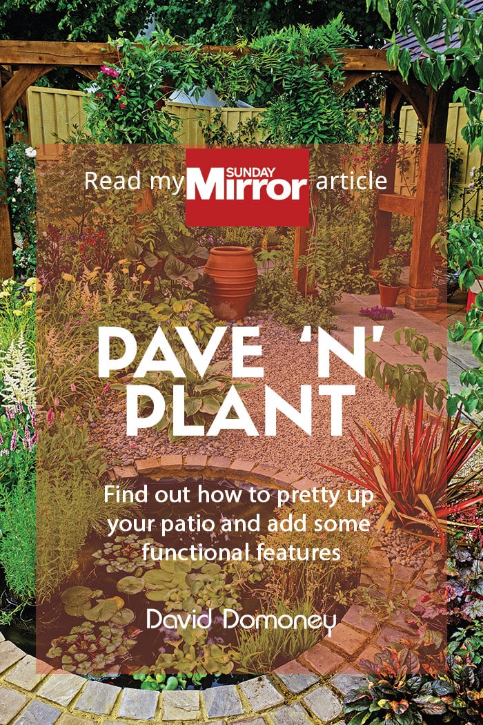 Sunday Mirror article: Pave ‘n’ plant