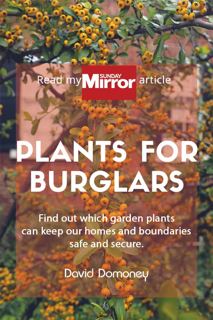 Sunday Mirror article: Plants for burglars