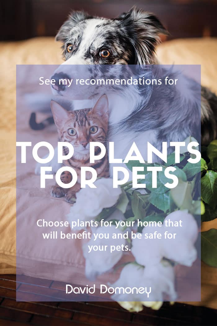 Top plants for pets