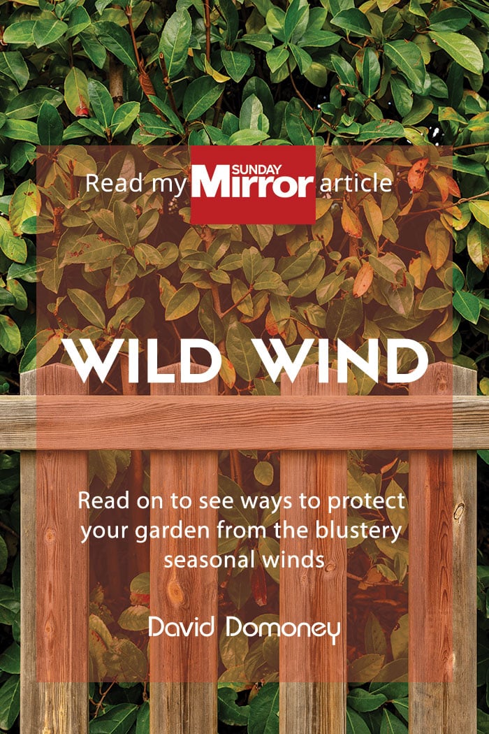 Sunday Mirror article: How to reduce wind in the garden