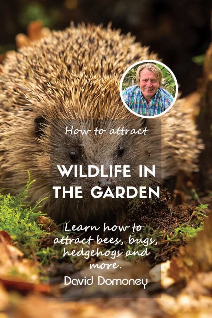 How to attract wildlife into the garden