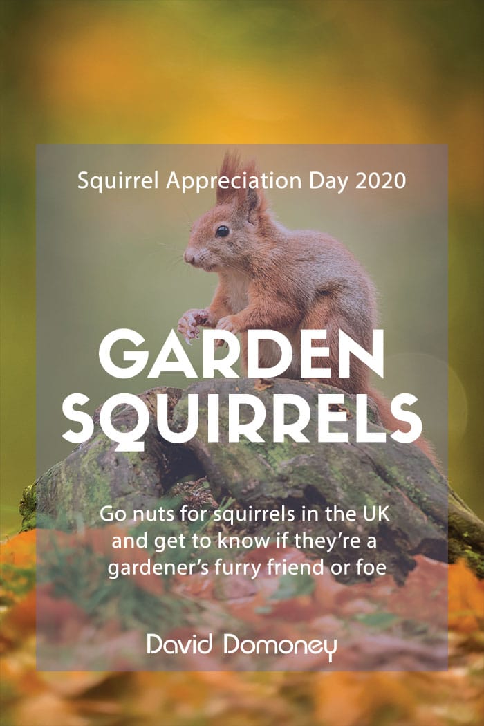 Go nuts for squirrels – Squirrel Appreciation Day 2020