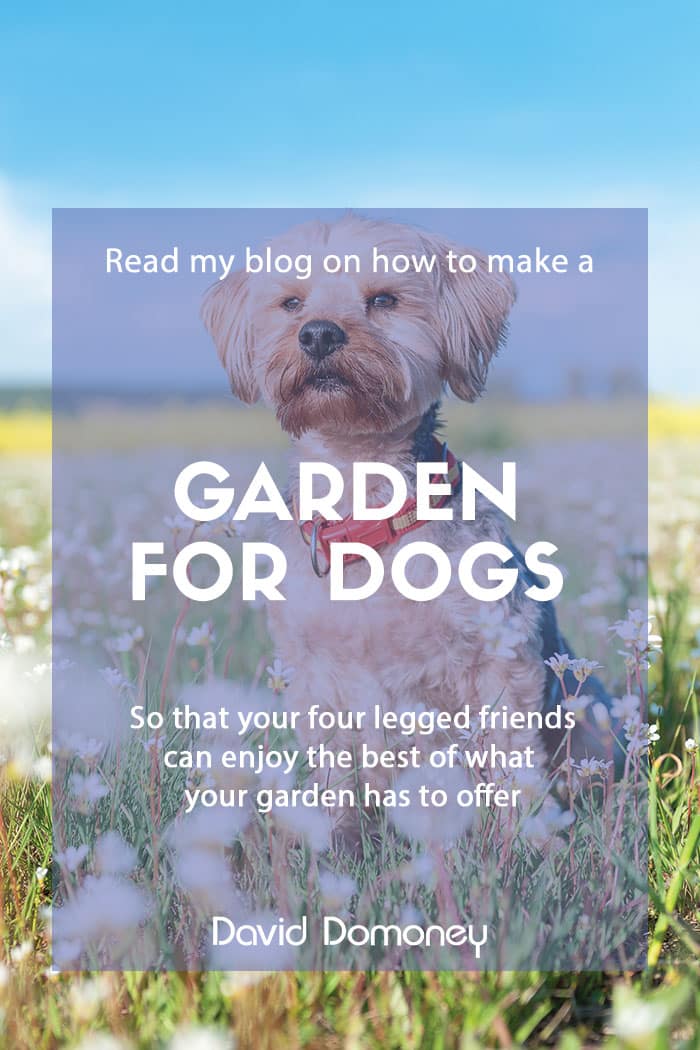 Garden for dogs