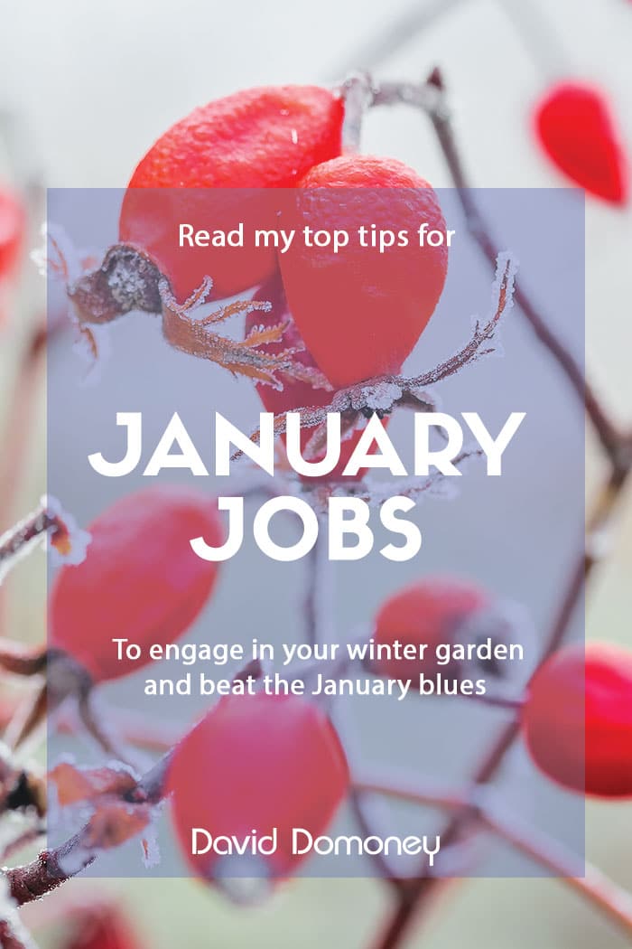 Top gardening jobs for January