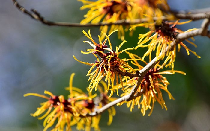 Witch Hazel