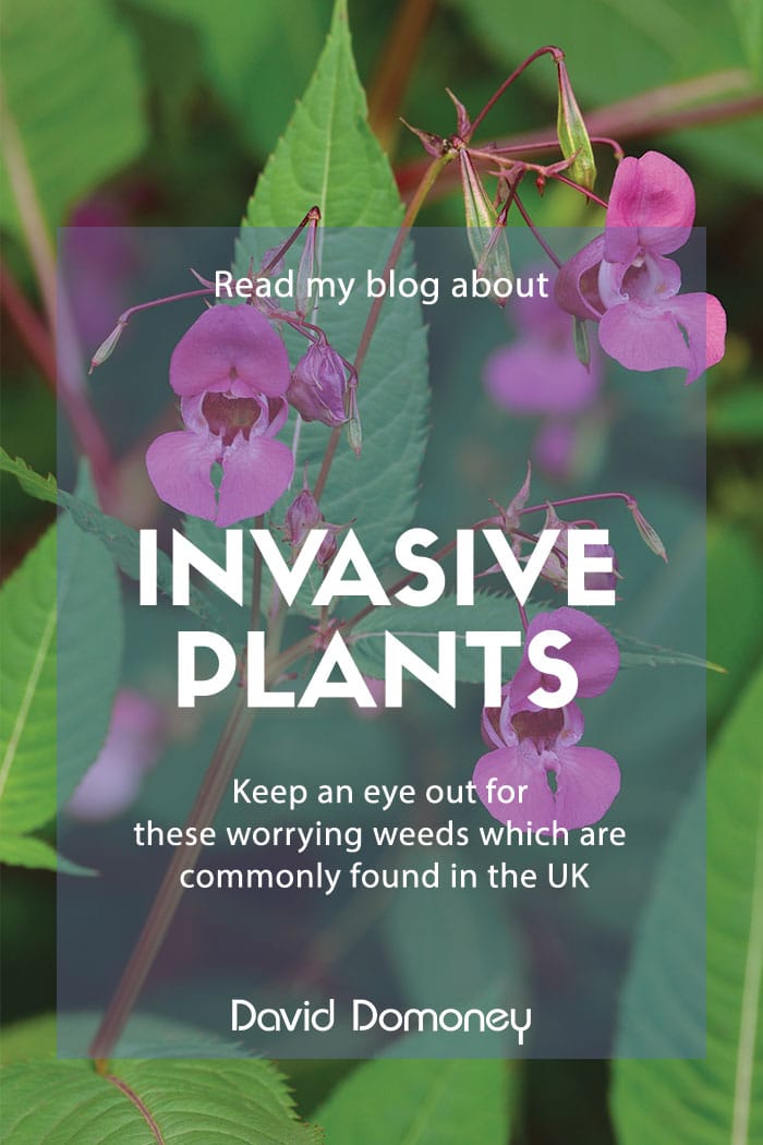 Invasive plants