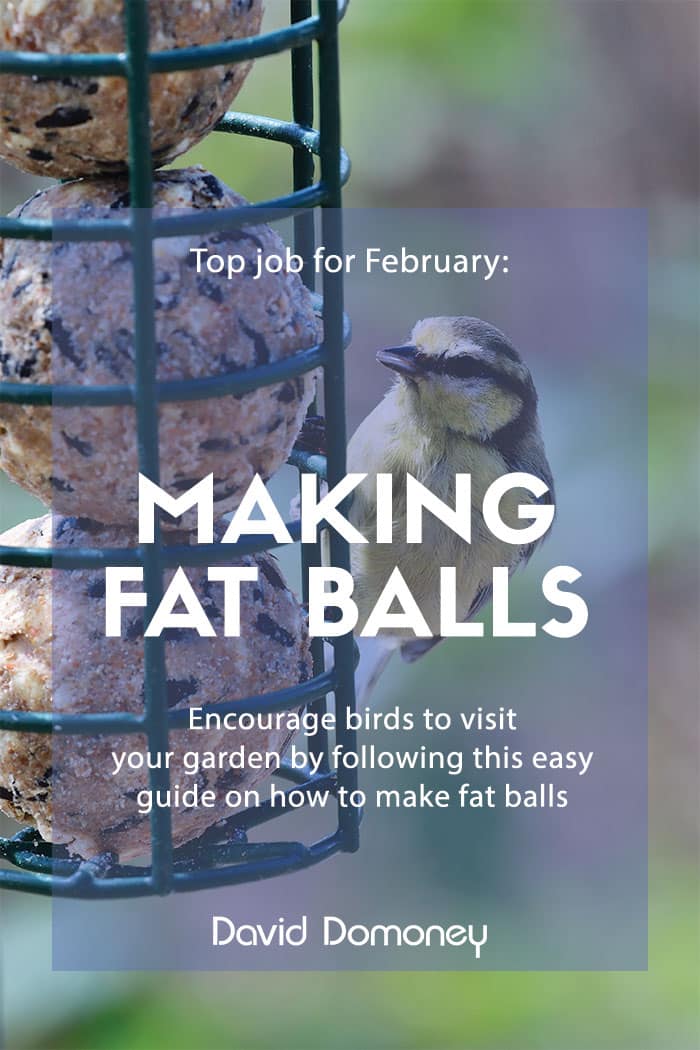 Top job for February: Making fat balls